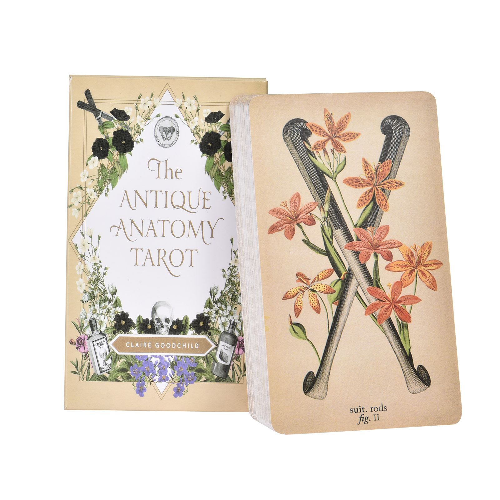 Tarot Cards Deck With Guidebook - アンティーク・アナトミー・タロットカード 英語版 タロットデッキ PDFガイドブック 女性向けボードゲーム 個人用